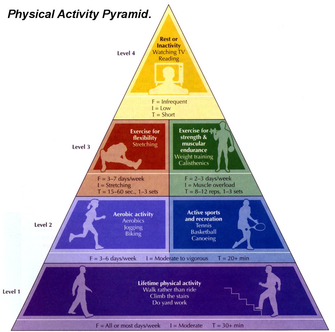 Muscle And Strength Pyramids Pdf Download